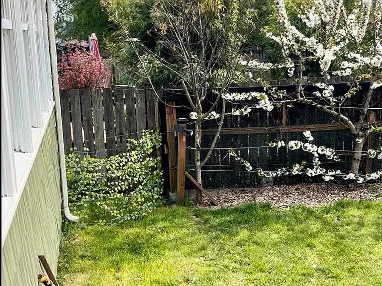 cherry trees!