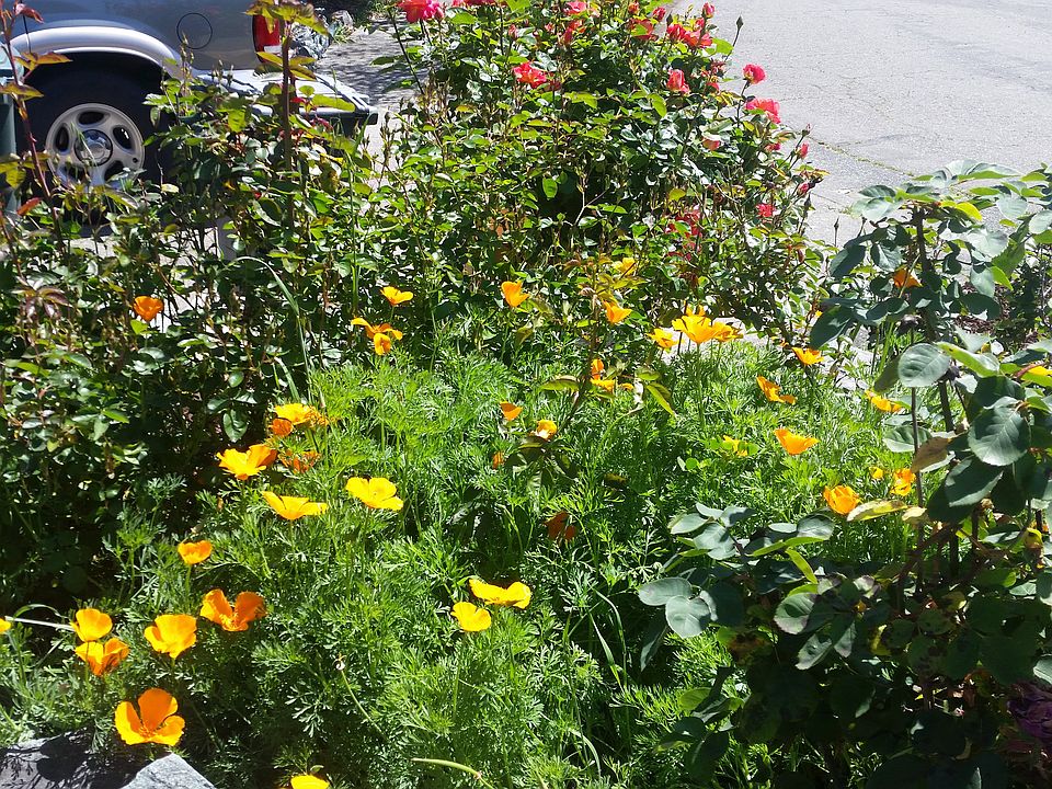 Front yard poppies