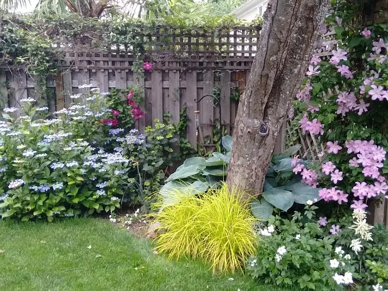 Back Garden