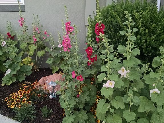 Flowers in landscaping
