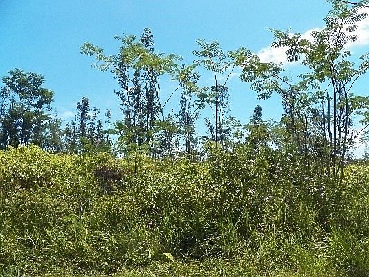 1st image of 2nd Avenue Aloe Lot 1493