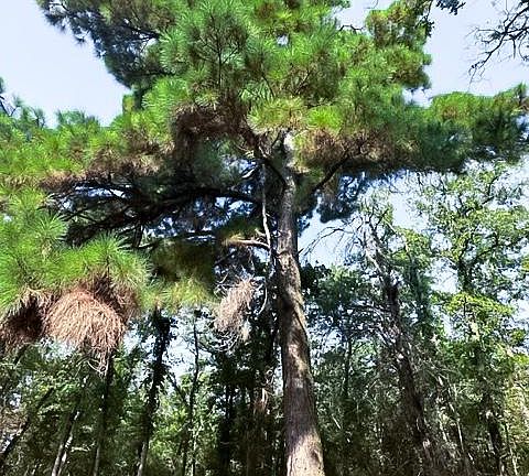 Beautiful Pine Tree overlooking Kitchen Window!