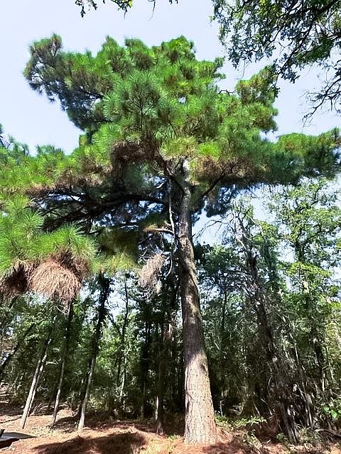 Beautiful Pine Tree overlooking Kitchen Window!