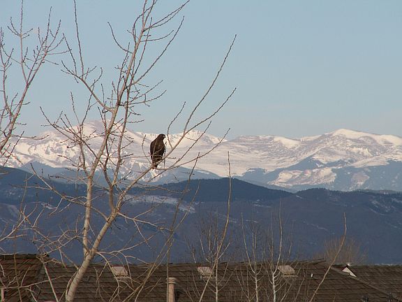 A Hawk sits patiently with snow capped mountains beyond 