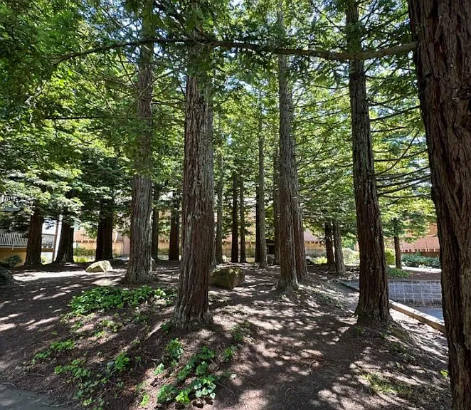 Trees in community