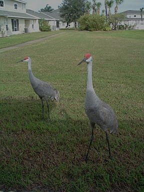 Sandhill Cranes Out Back