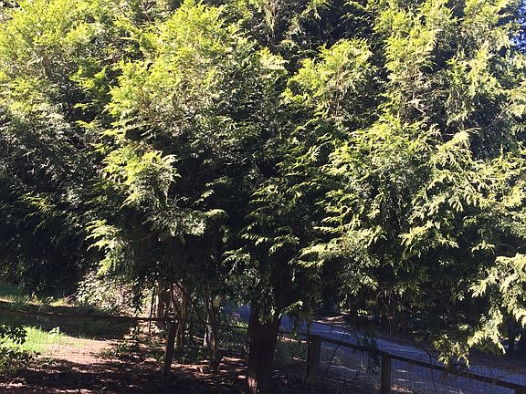 one of the many trees