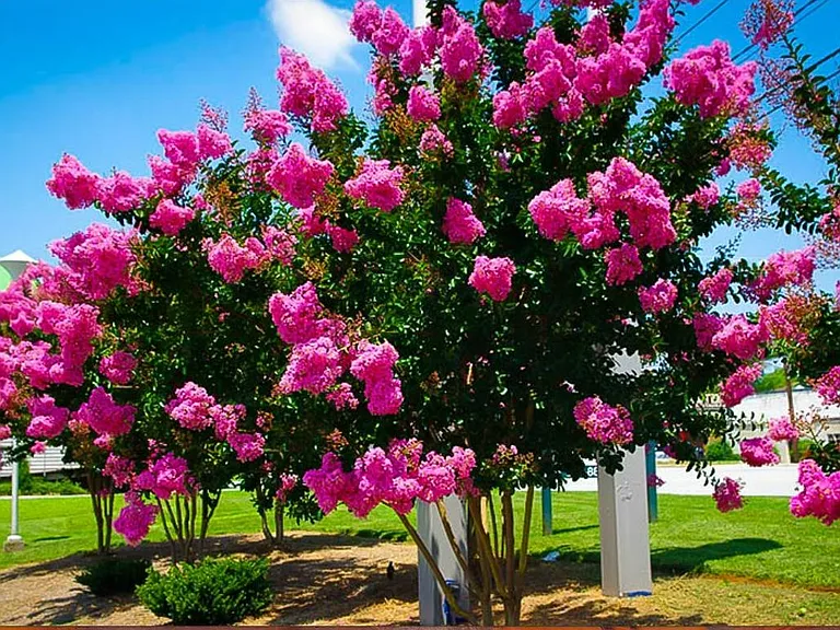 There is a Crape Myrtle tree in the back yard that is huge
(Not the actual image)