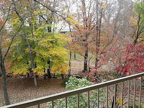 Nature off the balcony