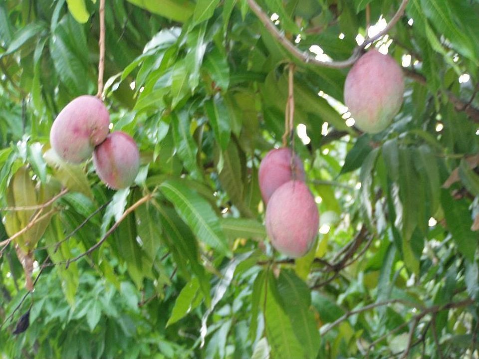 Ripe Mangos from over 100 Trees