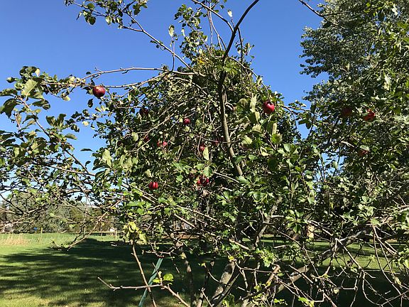 Apple Tree