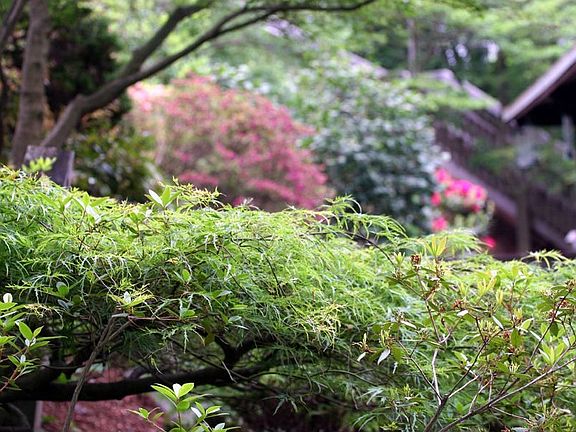 Rock Garden Plantings