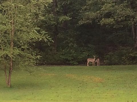 pvt backyard w/wildlife