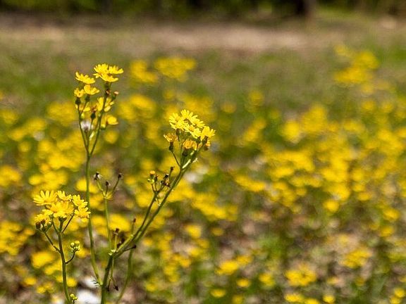 5th image of 0 Deepwoods Rd