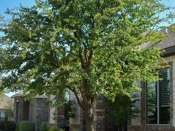 3rd image of 4303 Coronado Ct