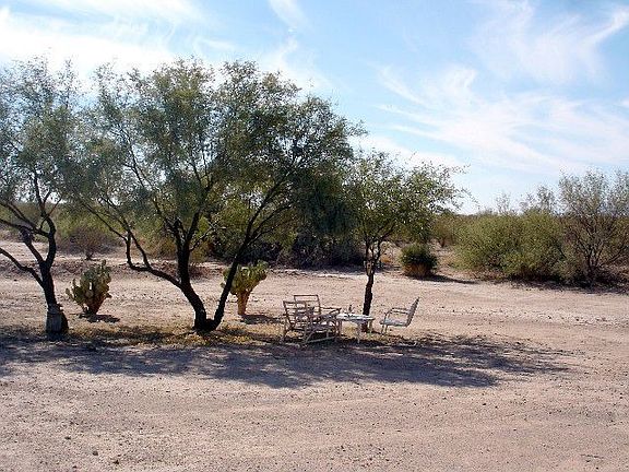 Mature Shade Trees 