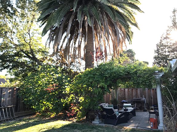 Patio with wisteria and palm tree
