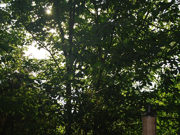 Trees shading the cool deck