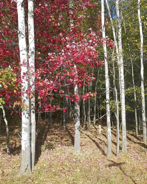 2nd image of TREASURE Lake Road Section 8 Lot 205