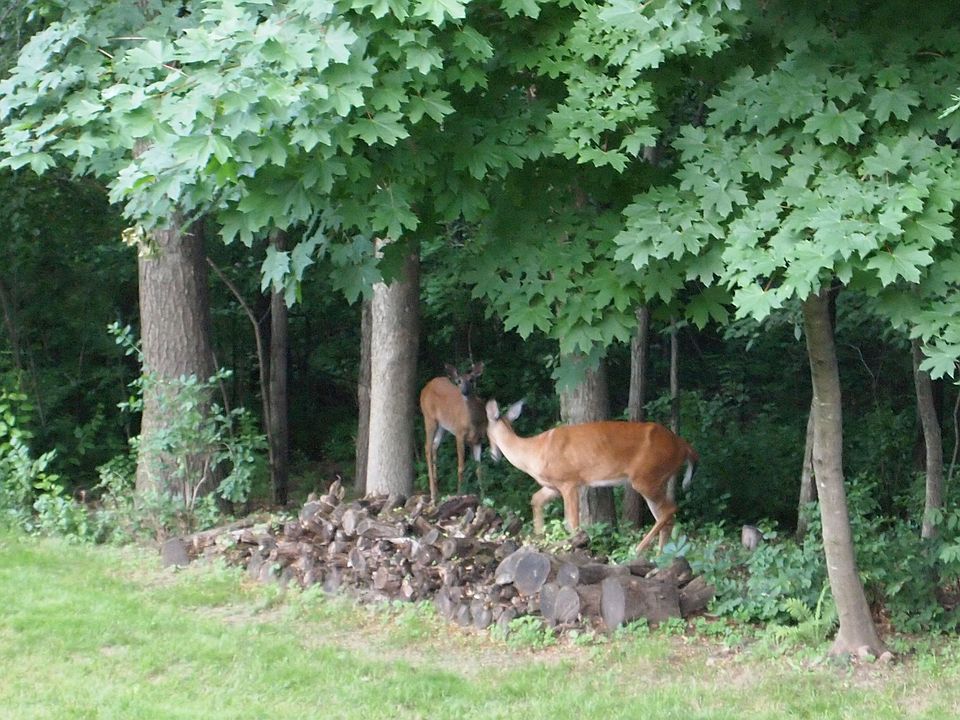 back yard w/ deer