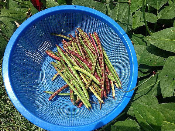 Organic purple hull peas