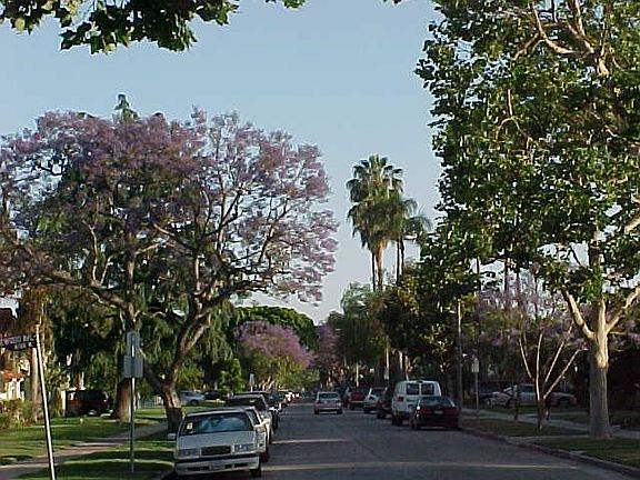 Quiet jacaranda lined street