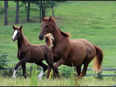 3151 Benchmark Trl, Amelia Court House, VA, 23002