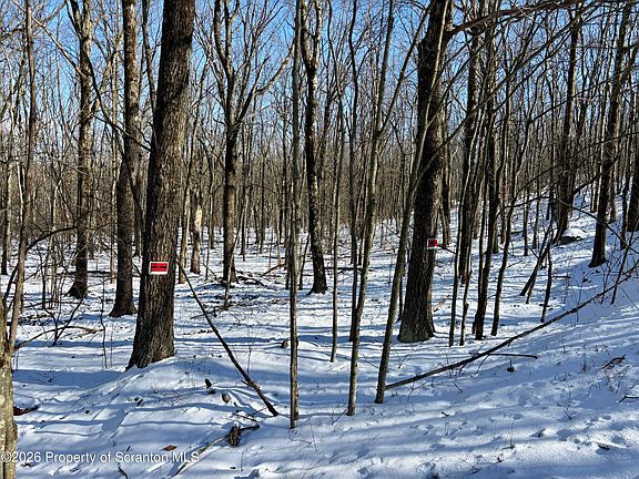 3rd image of Forest Ln