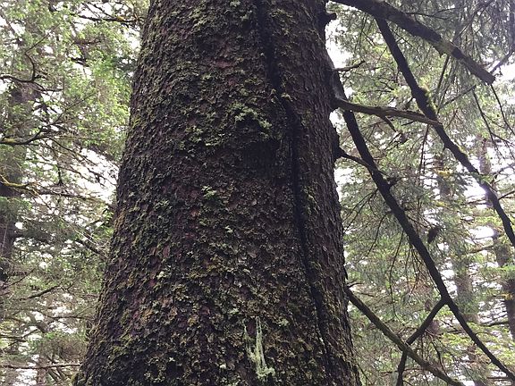 Massive Spruce trees