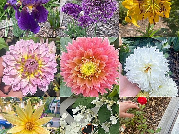 Spring and Summer flowers