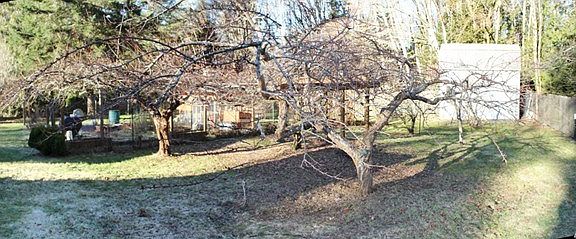 All types of fruit trees, Pear, Plum, Apple, Cherry and figs.