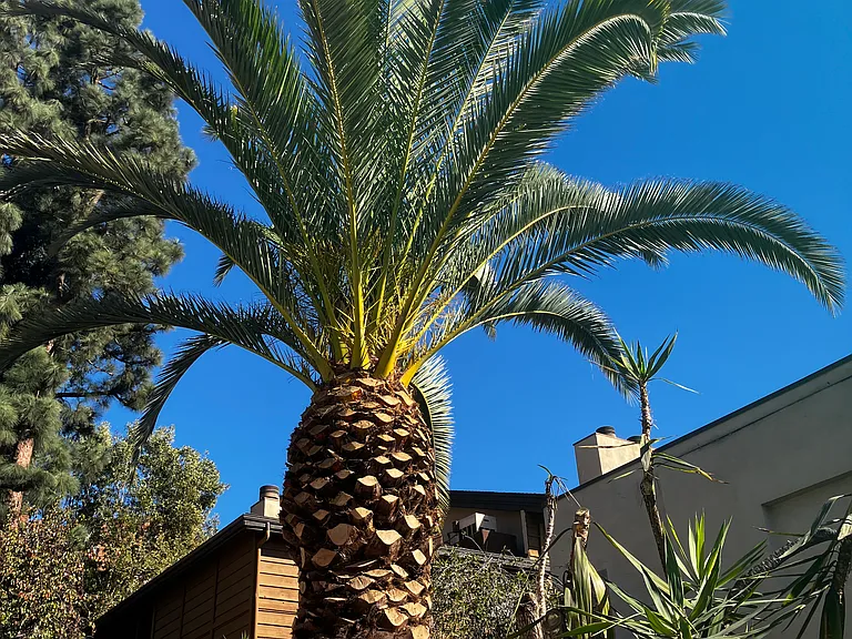front palm tree