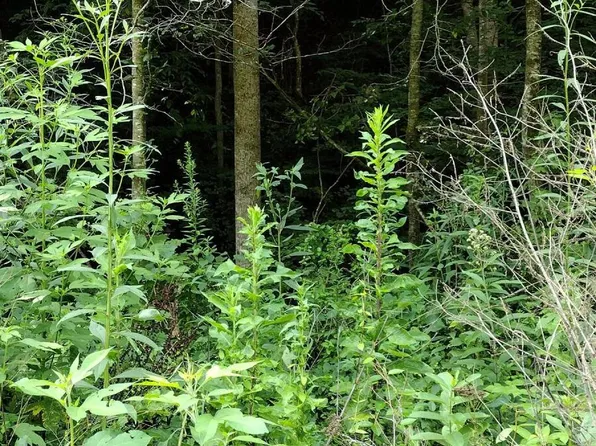 Monarch Rd, Pennington Gap, VA 24277