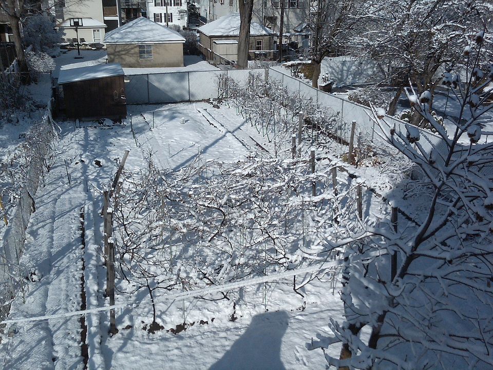 Snow covered grape vines
