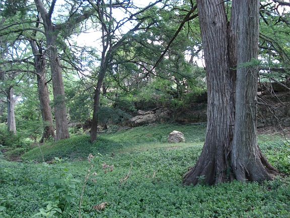 25' bluff, huge trees!