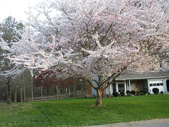 beautiful landscaping