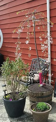 Rented by Owner | media 19