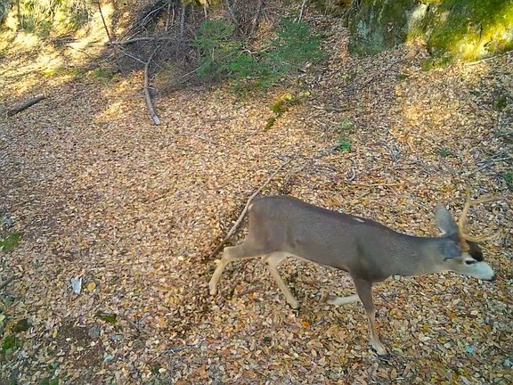2nd image of 26.5 Acres Hwy #299E