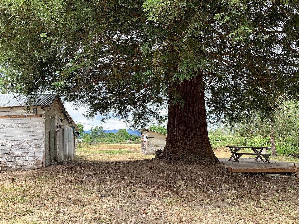 300’ Costal Redwood 
