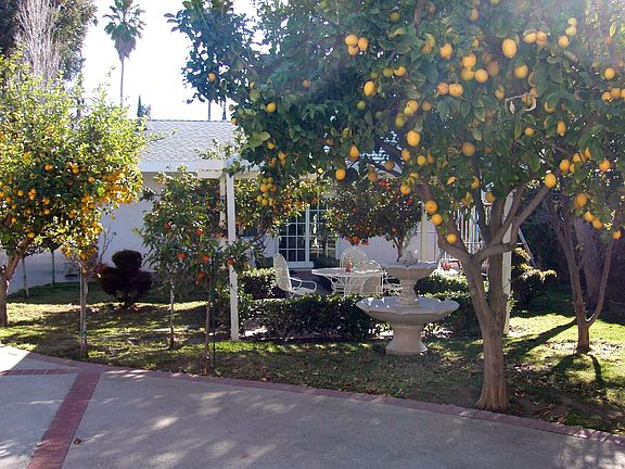 Enjoy fresh citrus, apples and figs