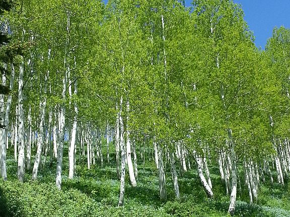 Aspens