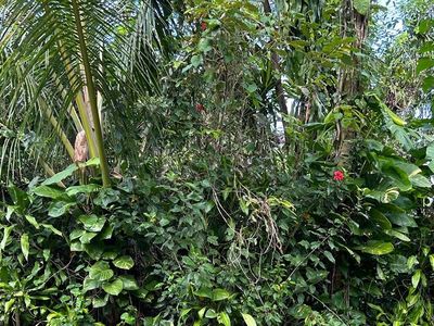 Opihi St, Pahoa, HI, 96778