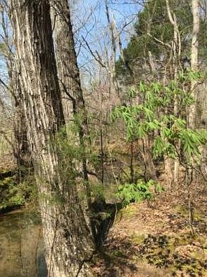 3rd image of 569 Tallapoosa Hwy