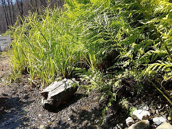 Water trickle down a wide ar