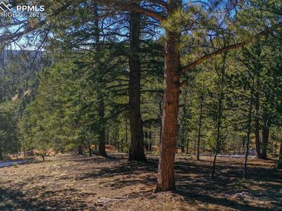 507 Horseshoe Dr, Divide, CO, 80814