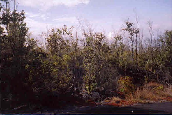1st image of Poinciana Dr Lot 3