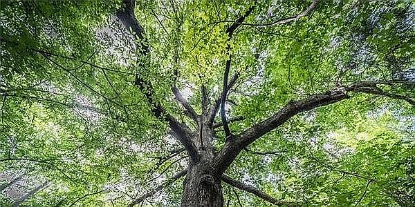 Specimen White Oak