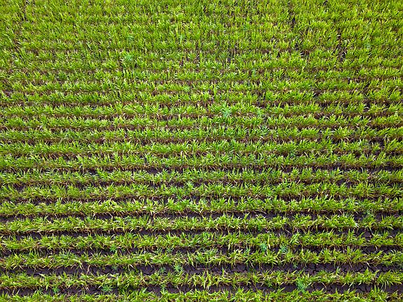 Crop fields planted for duck, deer, and dove hunting