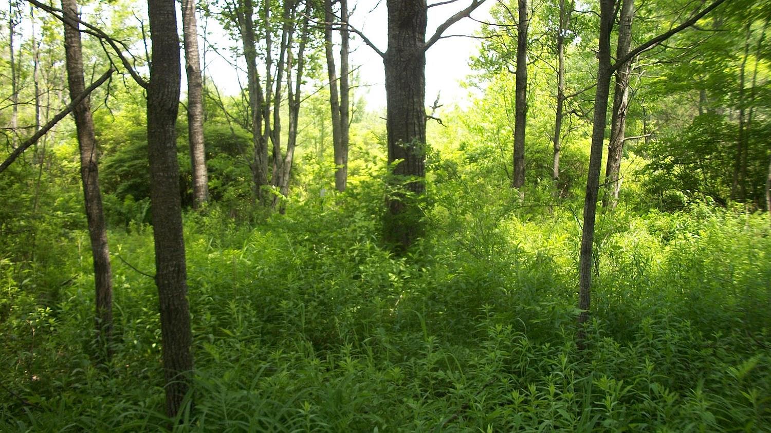 Penelope Rd, Willet, NY 13863 Zillow