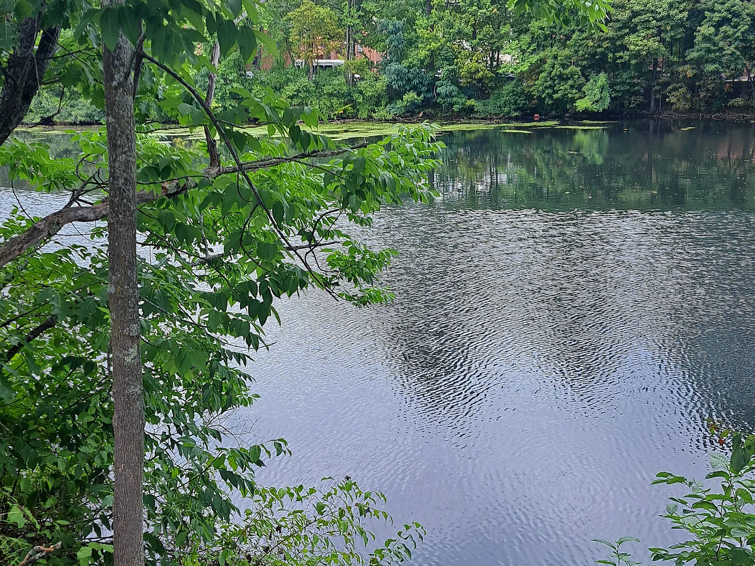 1 bed, 1000 sqft, $1,500 — Photo 3